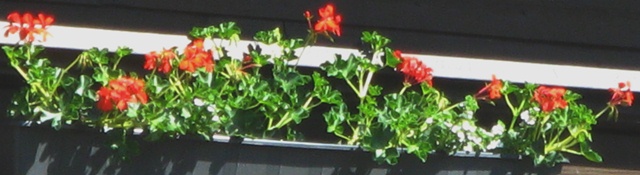 Decora Red gemischt mit Schneeflöckchen Decora Red mit Schneeflöckchen